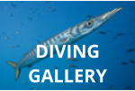 DIVING GALLERY