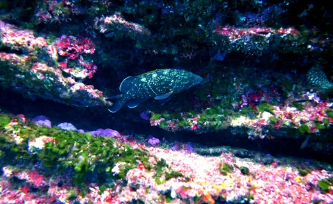 diving with scubaworld