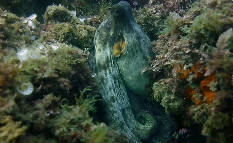 diving with scubaworld