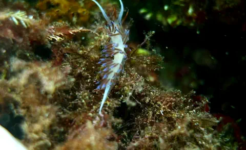 diving with scubaworld