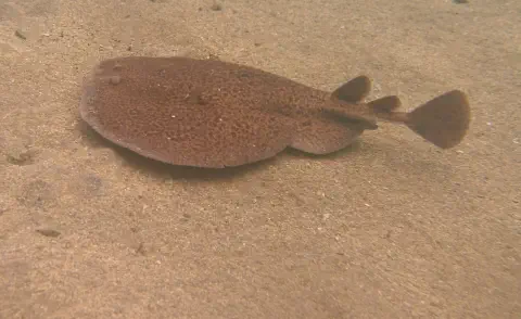 diving with scubaworld