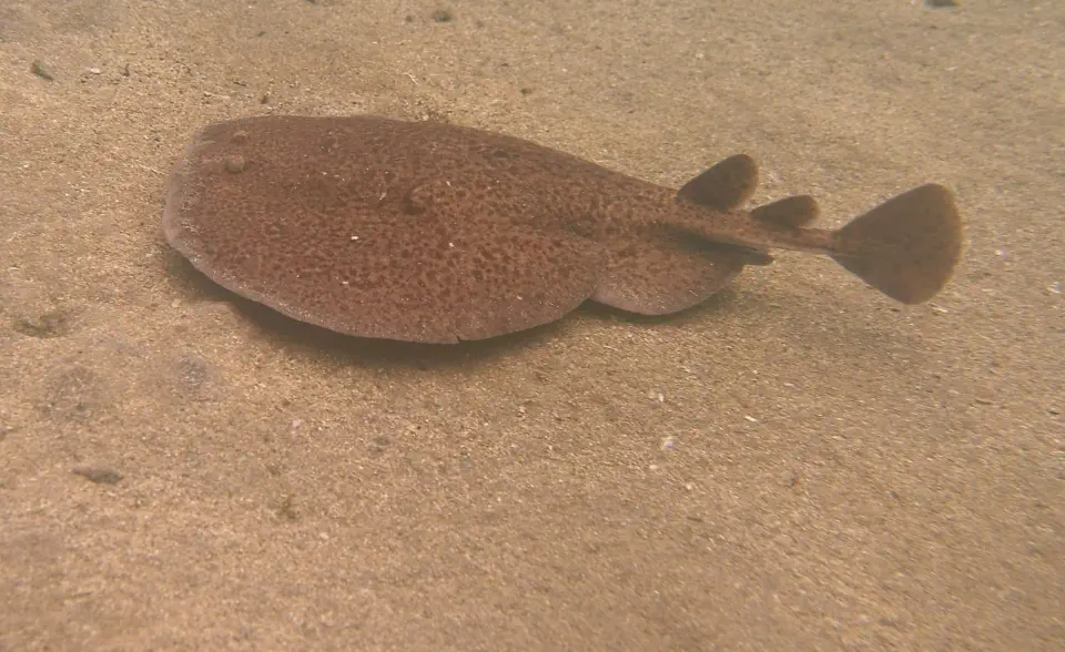 diving with scubaworld