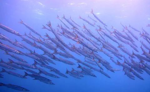 diving with scubaworld