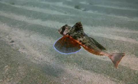 diving with scubaworld