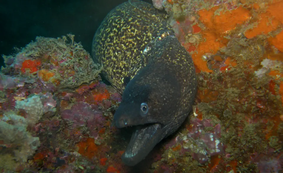 diving with scubaworld