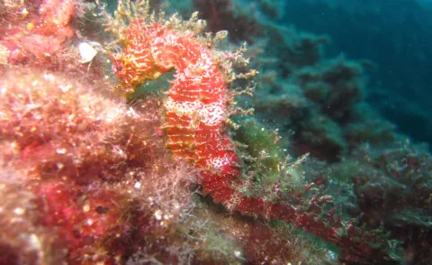 diving with scubaworld