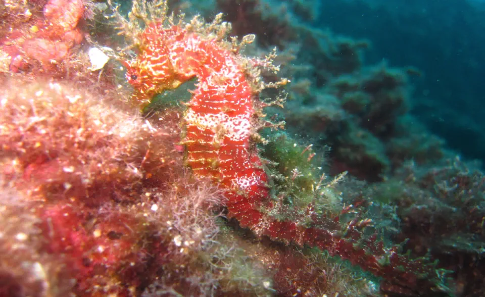 diving with scubaworld