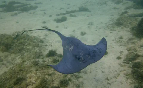 diving with scubaworld