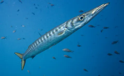 diving with scubaworld