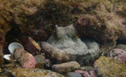 diving with scubaworld